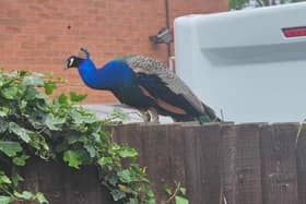 A loud peacock on Lodge Hill Road in Gawthorpe, West Yorks. 