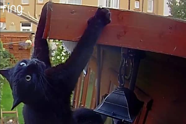 Daredevil cat makes superhero jump