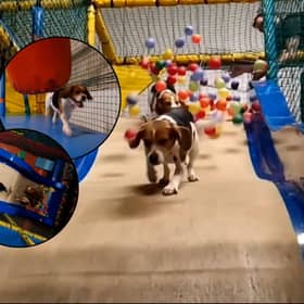 Inside Soft Paws play area with a huge ball pit and slide