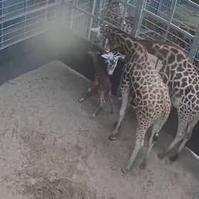 Baby giraffe.