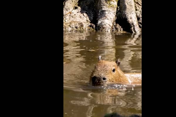 Capybara cools off at Chester Zoo