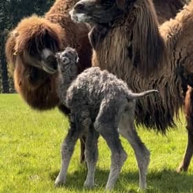 Fluffy rare camel calf wobbles with mum in adorable video