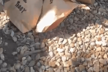 Arctic foxes share blood-lolly birthday treat