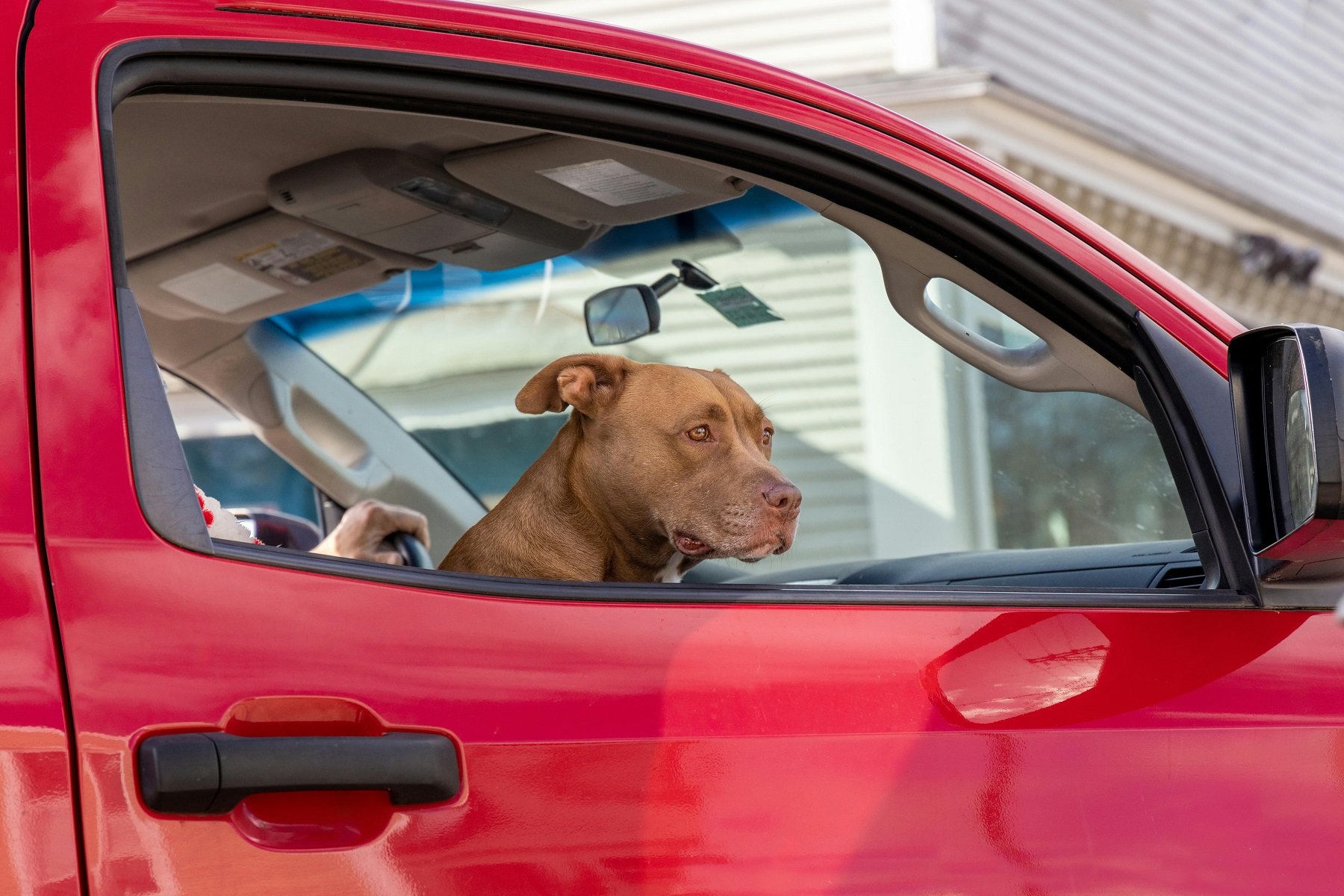 You'll want to think twice before leaving your dog alone in the car