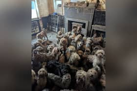 The number of "multi-animal" rescues - involving 10 or more animals - has almost doubled over the last five years in South Yorkshire. This picture shows a recent multi-animal rescue carried out by the RSPCA, in which over 250 poodle-cross dogs, all from the same property were signed over to the Dogs Trust Charity
