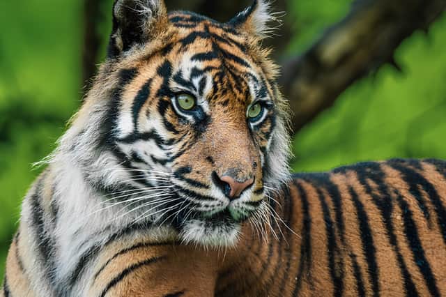 Flamingo Land visitors can also explore the zoo, home to more than 140 animal species including tigers and giraffes.