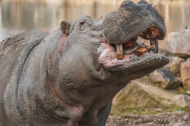 Meet the hippos at Flamingo Land Theme Park and Zoo