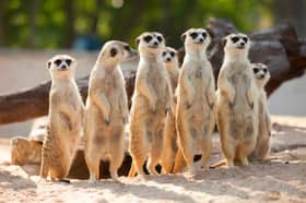 Meet the meerkats – the curious residents waiting to welcome you at Willow Tree Family Farm.