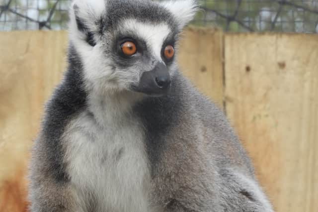 One of the new lemurs at Valley Wildlife 