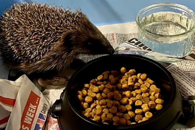 Wath Hedgehog Rescue is holding a special event