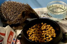 Wath Hedgehog Rescue is holding a special event