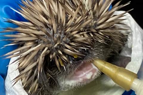 A young hedgehog gets some help