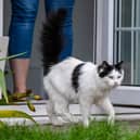 Pet’s roaming antics haven’t gone unnoticed by their owners