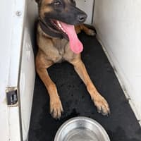 Handsome police pooch pacifies fugitive South Yorkshire criminal with history of violence towards officers