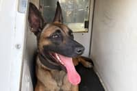 Police Dog Pip