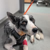 Border collie Flynn has his life saved twice by Rotherham vets after grass seed drama