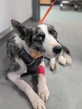 Border collie Flynn