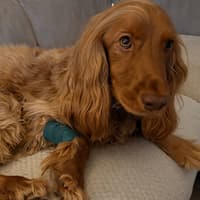 Generous donors fork out to help pay for vital surgery to save loveable pooch Chase