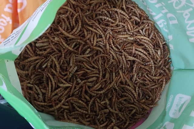 You can buy bags of mealworms for the birds to feed on