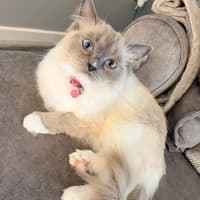 11 of Rotherham's cutest kitties to mark National Cat Day
