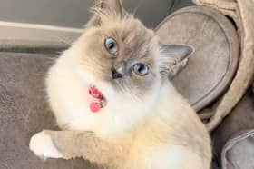 Kicking things off is Luna, a gorgeous three-year-old Seal Mitted Ragdoll who almost matches her home.  