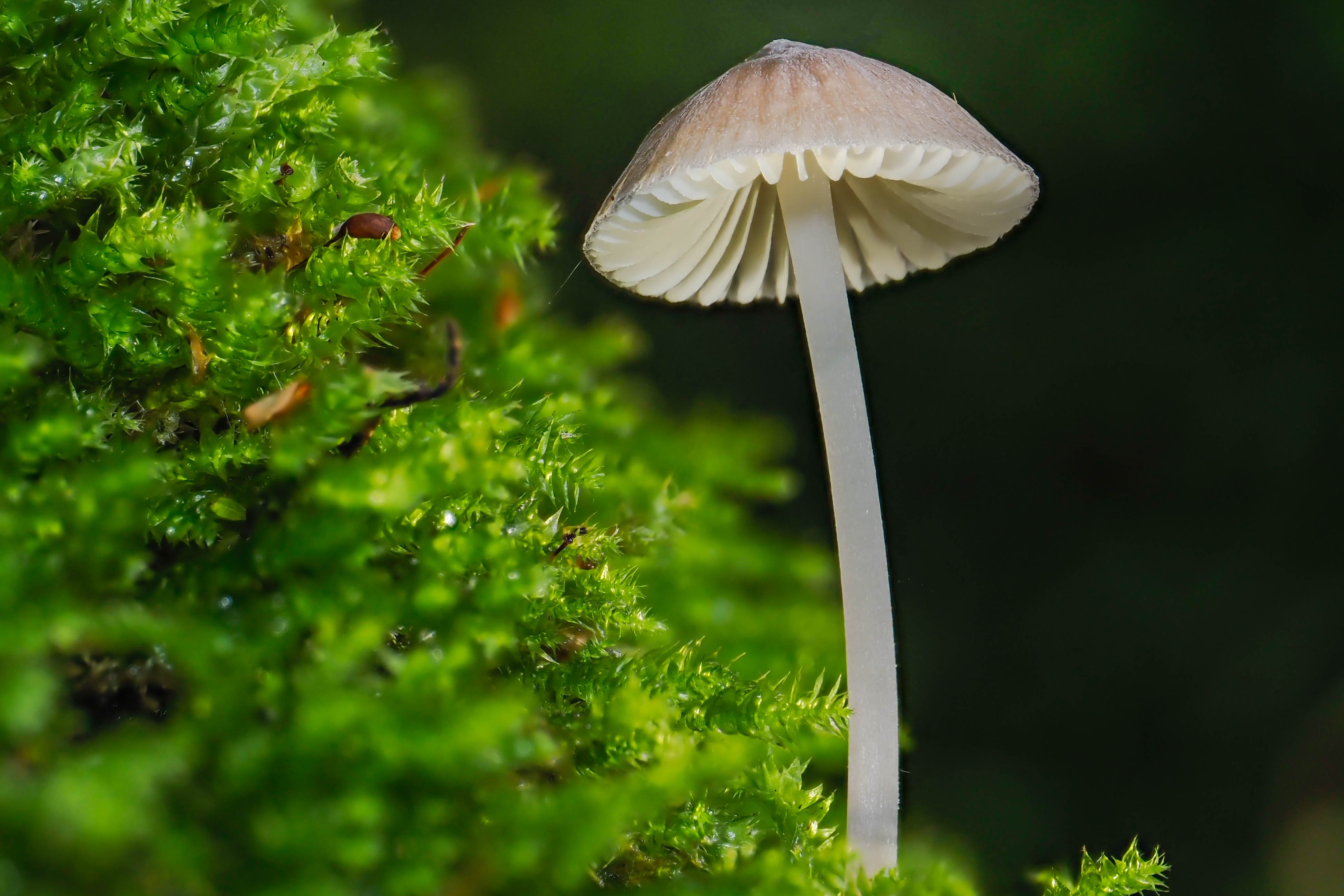 Fungi Festival brings costume parade, guided walks and mushroom growing workshops