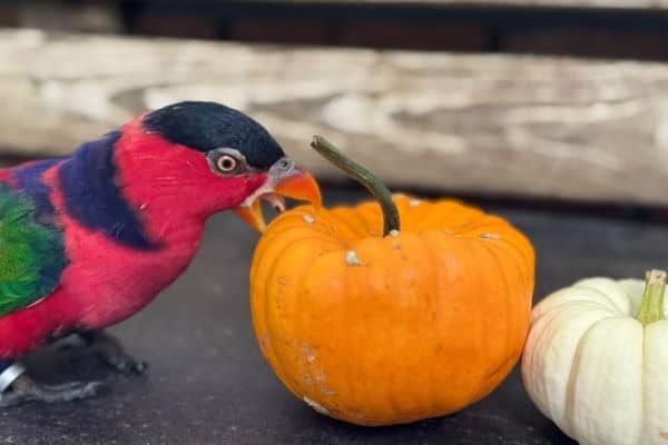Bella the black-capped lory enjoys seasonal enrichment (tricky treats!) from her keepers in the Tropical Bird House