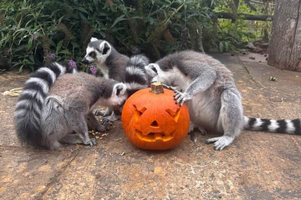Halloween trick or treat fun and Lemur enrichment at the Tropical Butterfly House