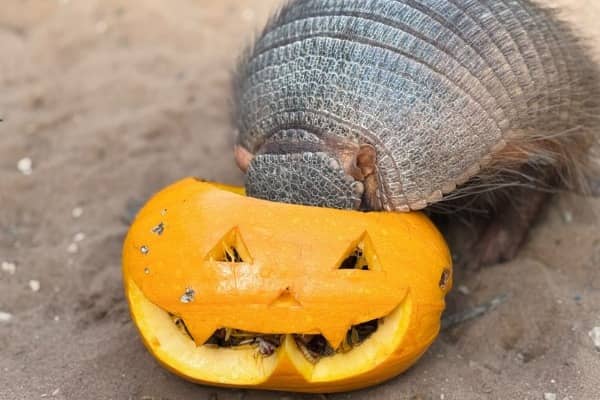 Spells, Scales & Pumpkin Pals at the Tropical Butterfly House 