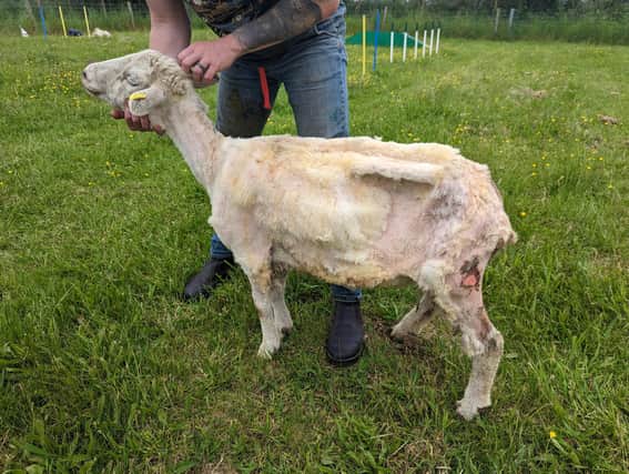 EMACIATED: The ewe owned by Paul Desbro