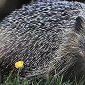 SPIKY FRIENDS: Help them out in Hedgehog Awareness Week