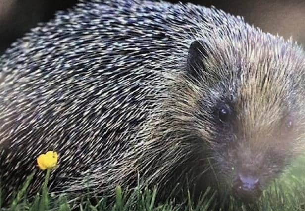 SPIKY FRIENDS: Help them out in Hedgehog Awareness Week