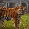 Altai, the Amur tiger, travelled more than 1,135 miles from Norway to join YWP’s resident tigress, Tschuna