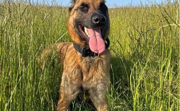 Crime suspect arrested after police dog chase