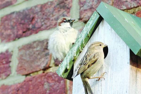 ON THE PROPERTY LADDER: House sparrows at a nestbox (Picture by Mark Thomas RSPB)