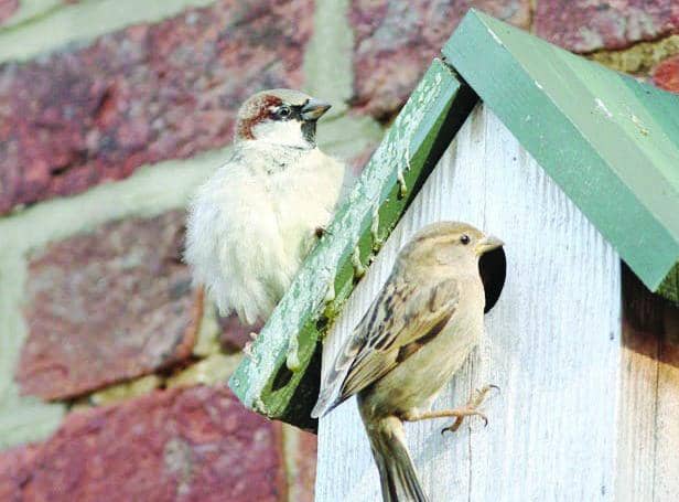 ON THE PROPERTY LADDER: House sparrows at a nestbox (Picture by Mark Thomas RSPB)