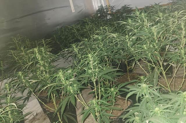 Cannabis found at Maltby