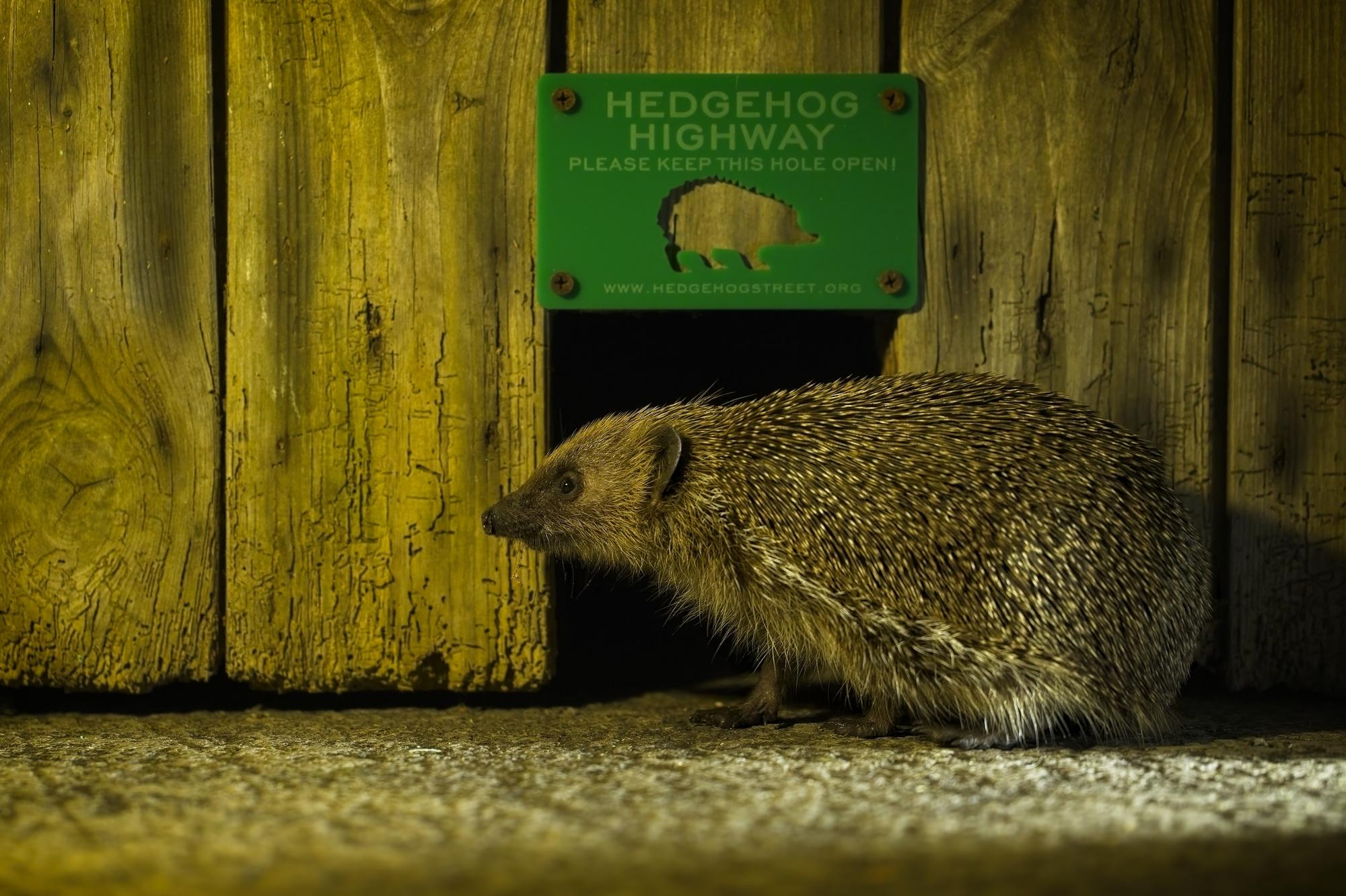 New campaign aims to make gardens safer for hedgehogs