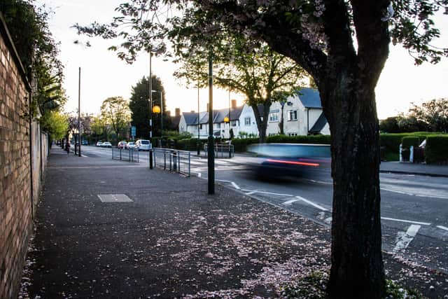 GPs are calling for more trees on urban streets - photo by Philip Formby