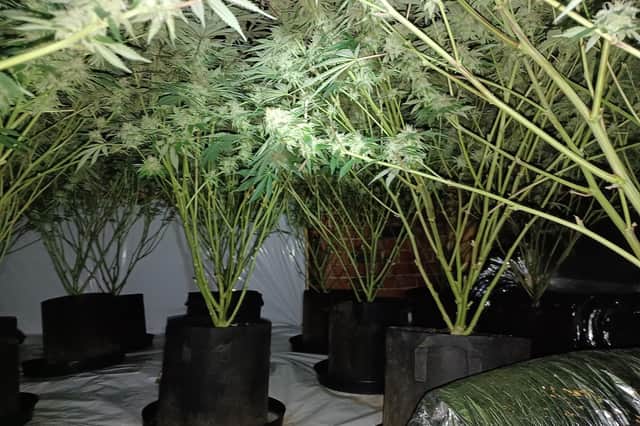 Some the cannabis plants seized by South Yorkshire Police