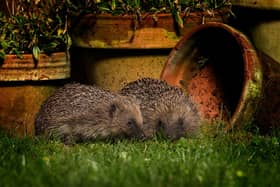 Hedgehog. by Jon Hawkins