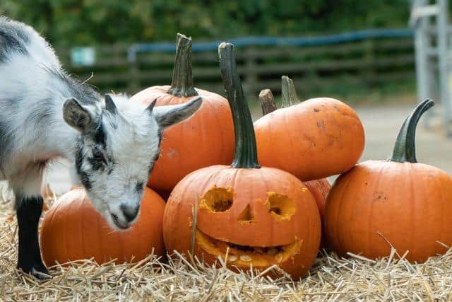 Primrose and some of the pumpkins at Cannon Hall Farm
