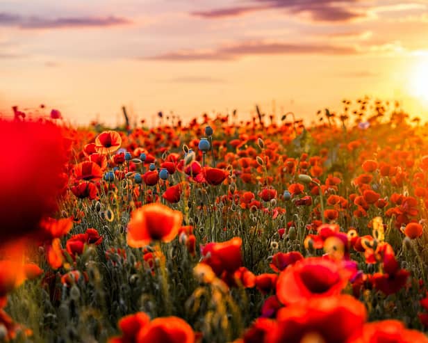 A poppy field - Photo by David Bartus - Pexels